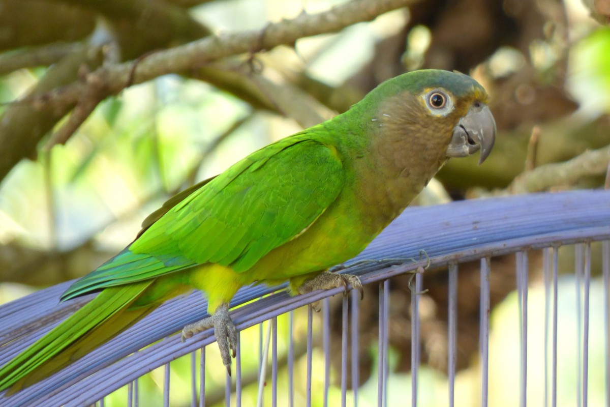 Aratinga plavolíca - Aratinga pertinax